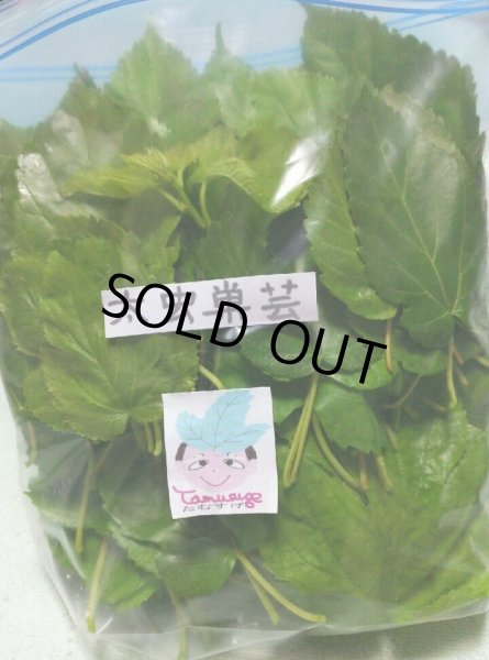 画像1: 特価◆内地産　桑の葉（無農薬）200g（少し固めの葉っぱの為特価） (1)