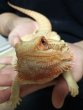画像2: フトアゴヒゲトカゲ（アダルト） (2)