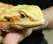 画像2: フトアゴヒゲトカゲ（レザーバックオレンジ）（商談中） (2)