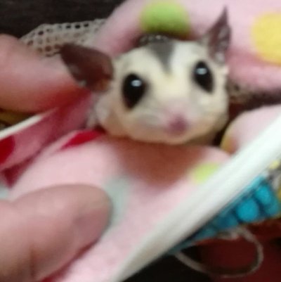 画像1: フクロモモンガ　WFヘテロクリミノの男の子　B