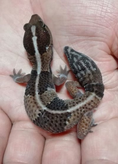 画像1: WCニシアフリカトカゲモドキ♂