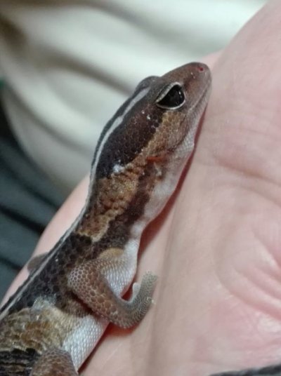画像2: WCニシアフリカトカゲモドキ♂