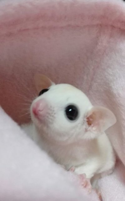 画像2: フクロモモンガ　リューシ男の子