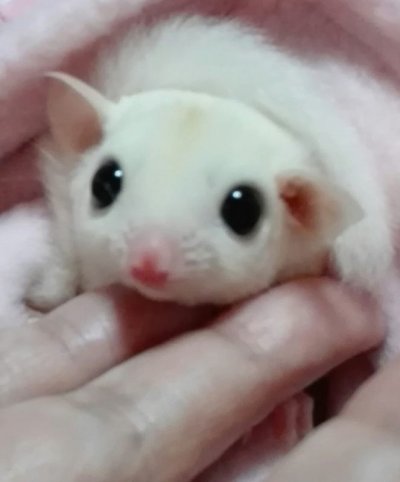 画像1: フクロモモンガ　リューシ男の子