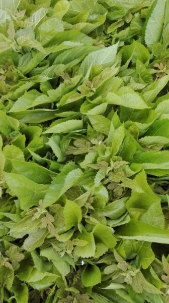 画像1: 特価◇内地産　桑の葉（無農薬）200g（枝付き）―冷蔵便でのみ発送◇ (1)