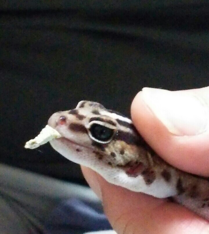 いらっしゃいませ